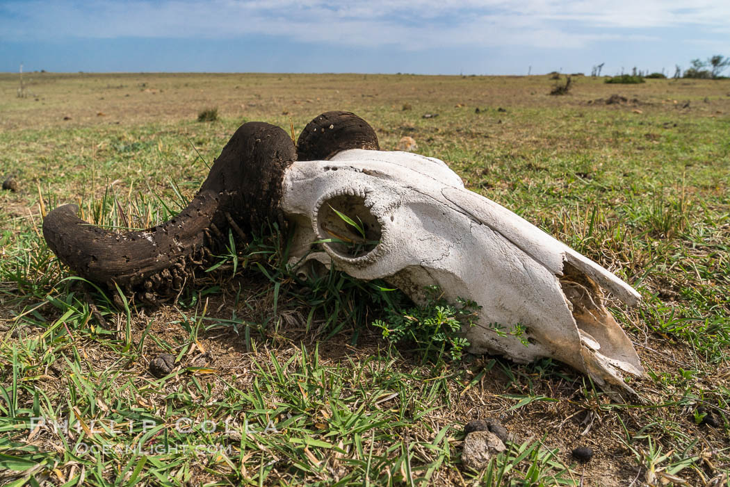 Wildebeest skull, with horn moth larval casings on the horns, greater Maasai Mara, Kenya. Olare Orok Conservancy, natural history stock photograph, photo id 30054