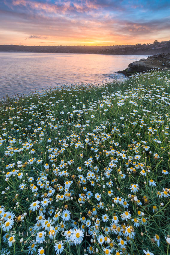 Wildflowers along the La Jolla Cove cliffs, sunrise. California, USA, natural history stock photograph, photo id 33264