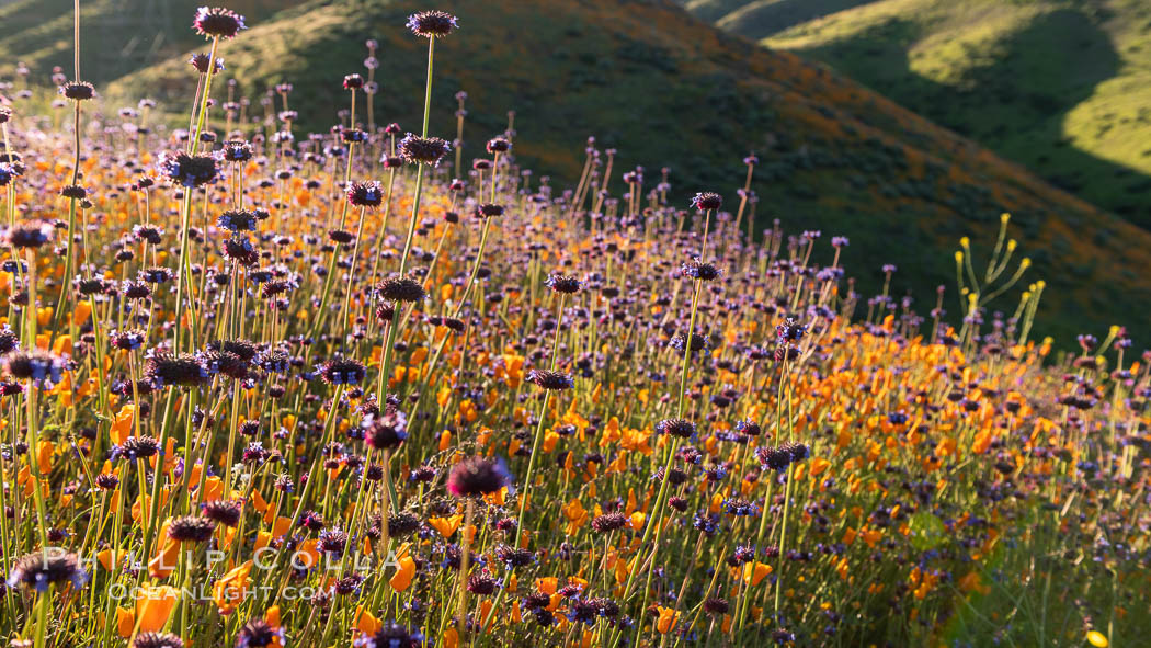 Wildflowers and California Poppies in Bloom, Elsinore. USA, Eschscholzia californica, natural history stock photograph, photo id 35244