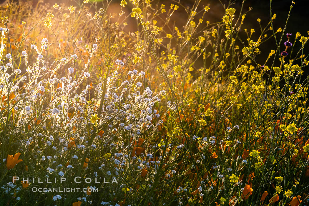 Wildflowers and California Poppies in Bloom, Elsinore. USA, Eschscholzia californica, natural history stock photograph, photo id 35248