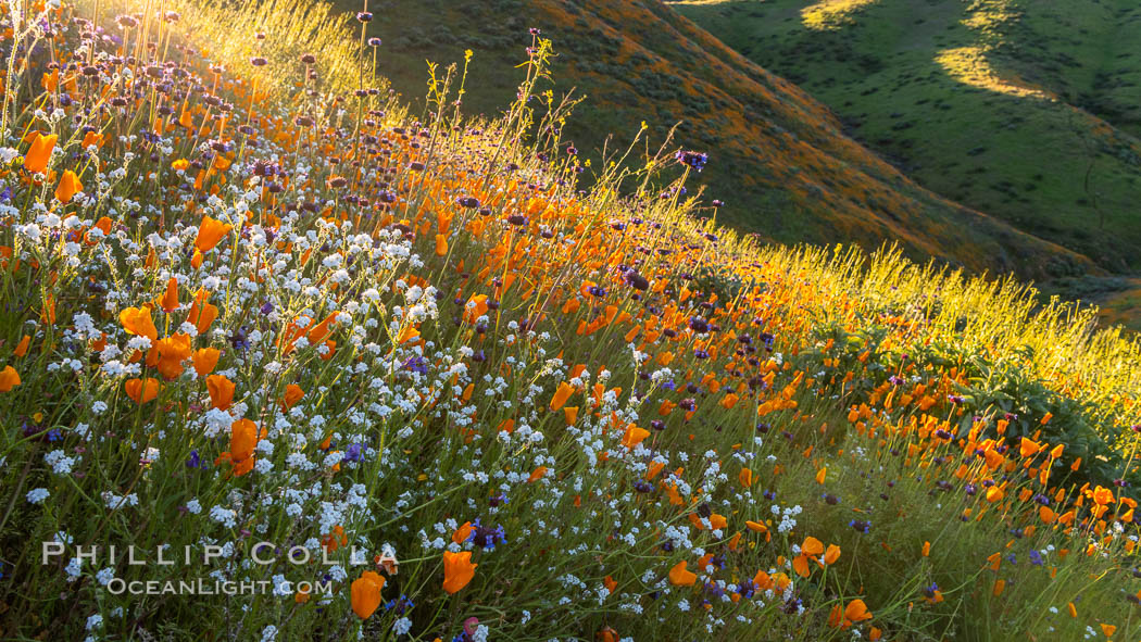 Wildflowers and California Poppies in Bloom, Elsinore. USA, Eschscholzia californica, natural history stock photograph, photo id 35247
