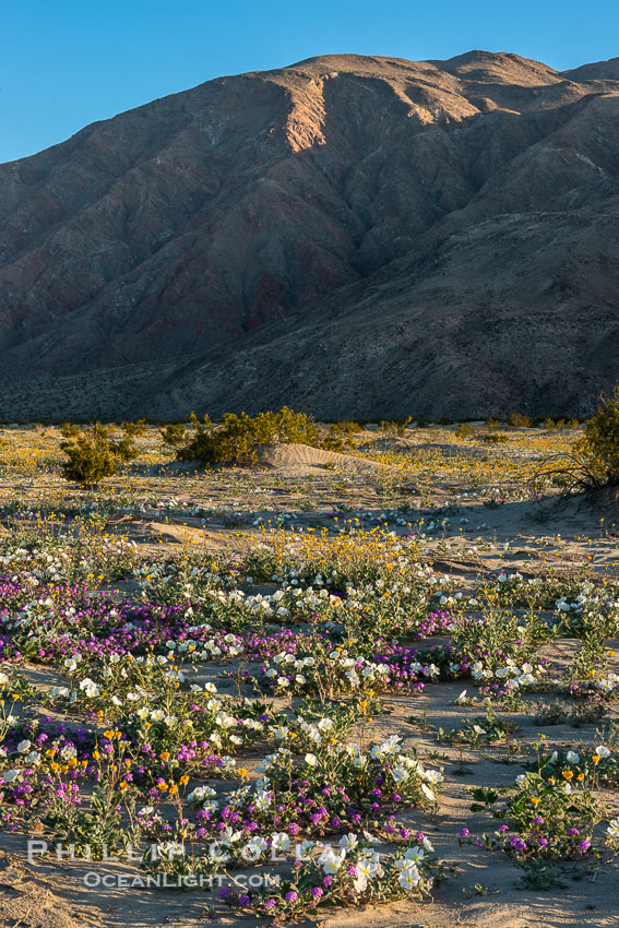 Wildflowers in AnzaBorrego Desert State Park, Abronia villosa, Borrego