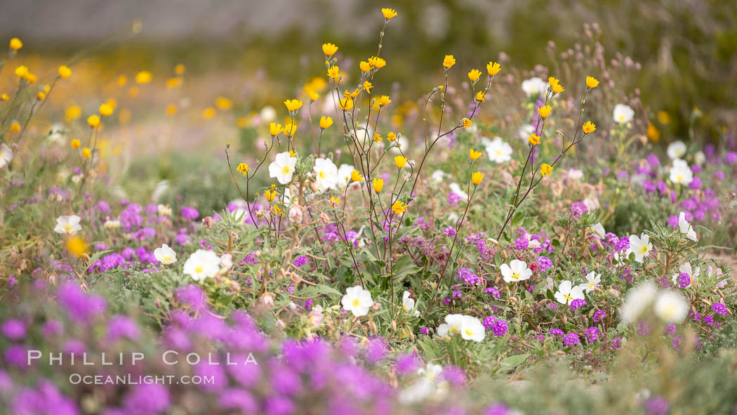 Wildflowers, Anza Borrego Desert State Park. Anza-Borrego Desert State Park, Borrego Springs, California, USA, natural history stock photograph, photo id 35210