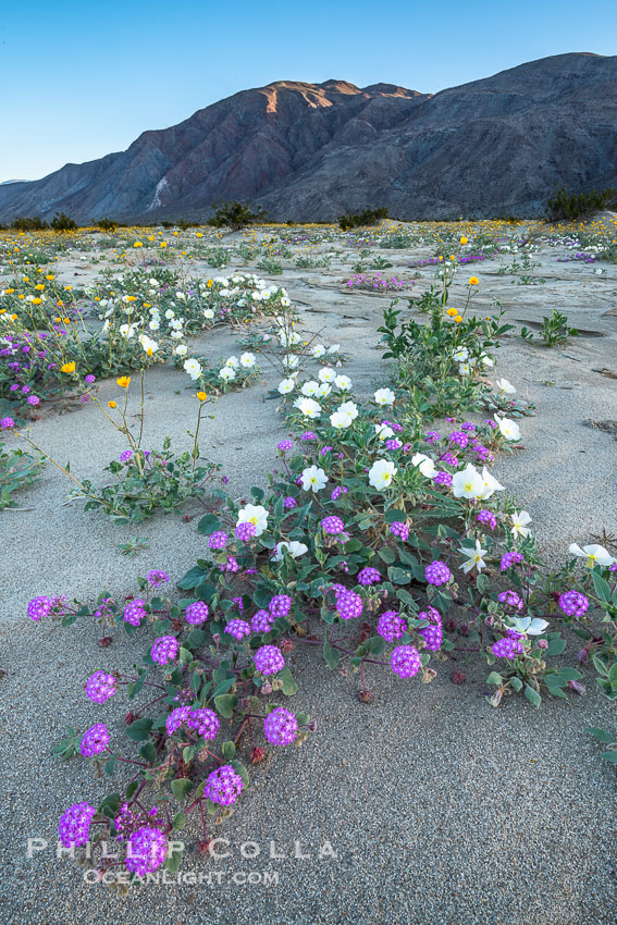 Wildflowers in Anza-Borrego Desert State Park. Borrego Springs, California, USA, Abronia villosa, Oenothera deltoides, natural history stock photograph, photo id 30508