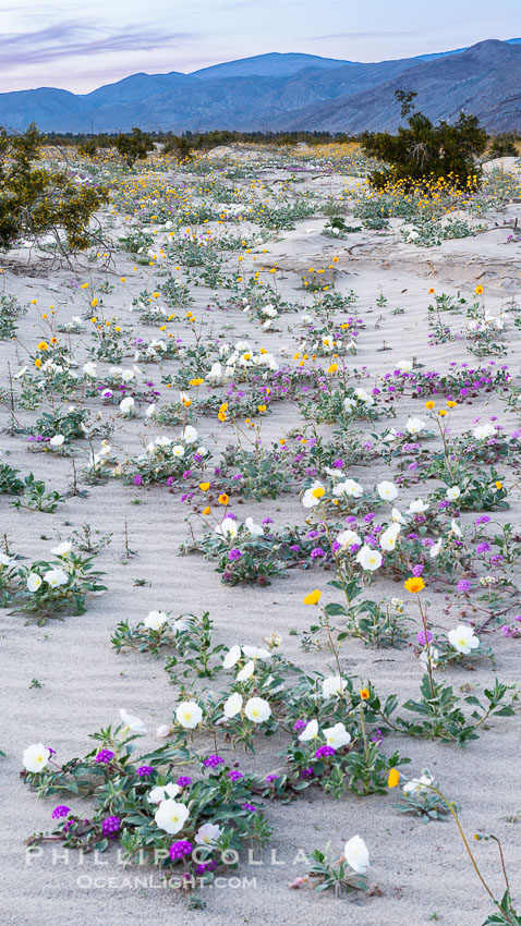 Wildflowers in Anza-Borrego Desert State Park. Borrego Springs, California, USA, Abronia villosa, Oenothera deltoides, natural history stock photograph, photo id 30532
