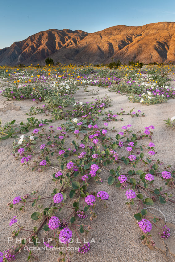 Wildflowers in Anza-Borrego Desert State Park. Borrego Springs, California, USA, Abronia villosa, Oenothera deltoides, natural history stock photograph, photo id 30527