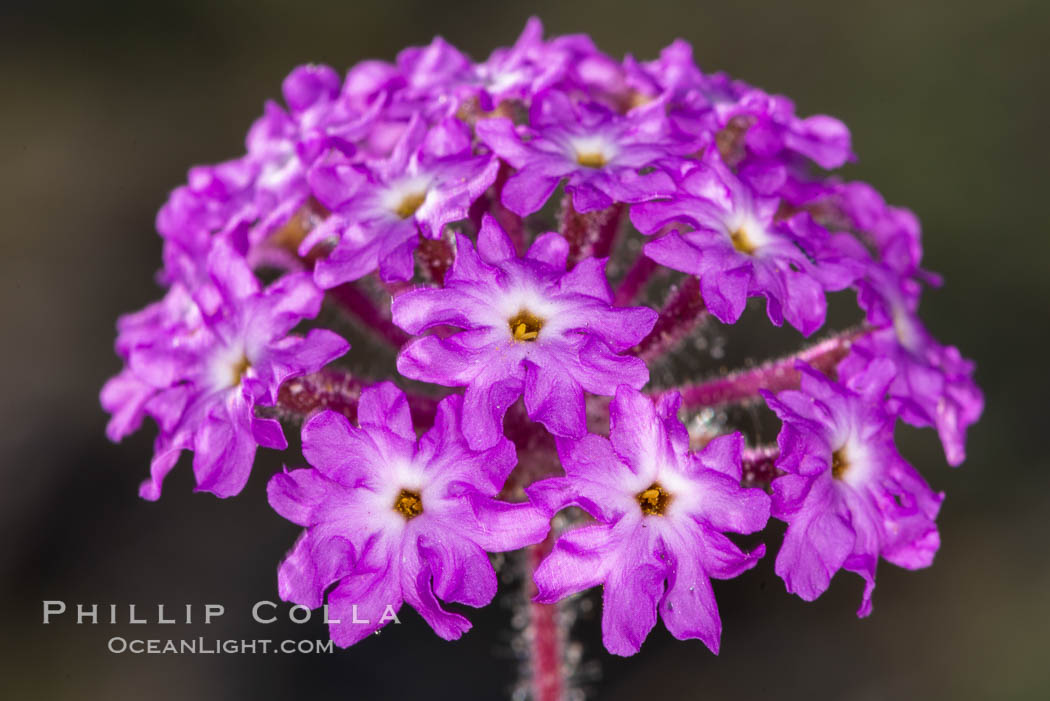 Wildflowers, Anza Borrego Desert State Park. Anza-Borrego Desert State Park, Borrego Springs, California, USA, natural history stock photograph, photo id 35175