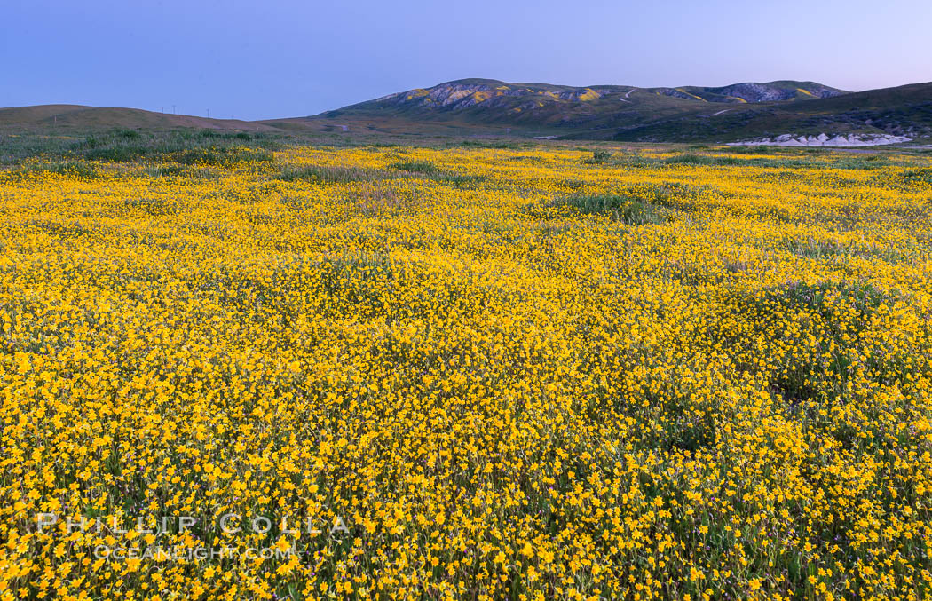 Wildflowers bloom across Carrizo Plains National Monument, during the 2017 Superbloom. Carrizo Plain National Monument, California, USA, natural history stock photograph, photo id 33226