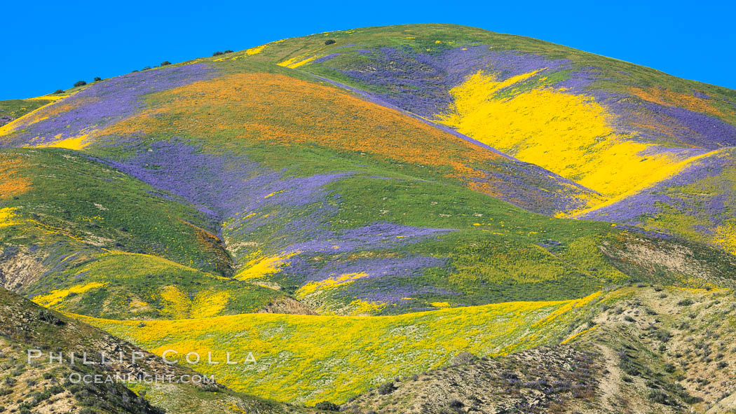 Wildflowers bloom across Carrizo Plains National Monument, during the 2017 Superbloom. Carrizo Plain National Monument, California, USA, natural history stock photograph, photo id 33242