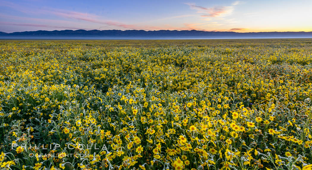 Wildflowers bloom across Carrizo Plains National Monument, during the 2017 Superbloom. Carrizo Plain National Monument, California, USA, natural history stock photograph, photo id 33250