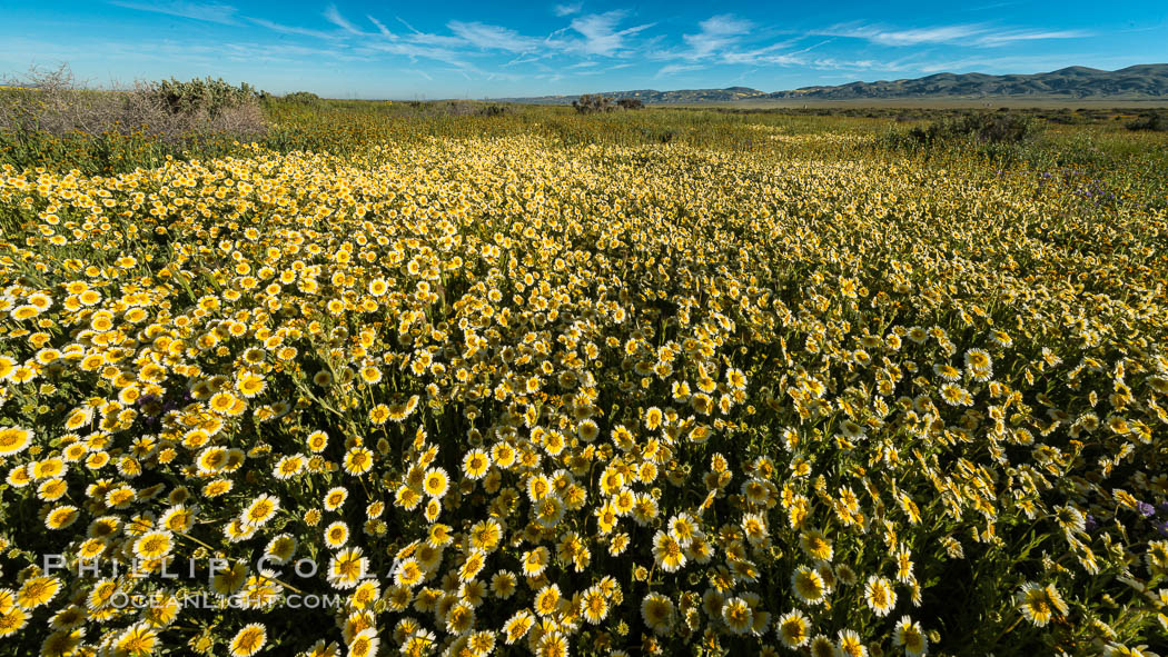 Wildflowers bloom across Carrizo Plains National Monument, during the 2017 Superbloom., natural history stock photograph, photo id 33258