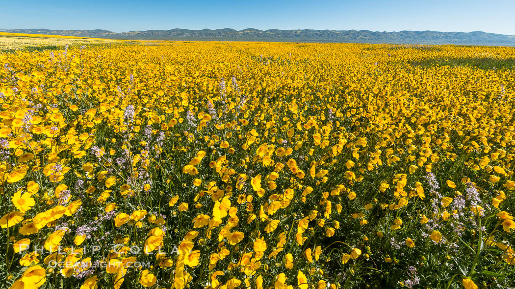 Wildflowers bloom across Carrizo Plains National Monument, during the 2017 Superbloom. Carrizo Plain National Monument, California, USA, natural history stock photograph, photo id 33232