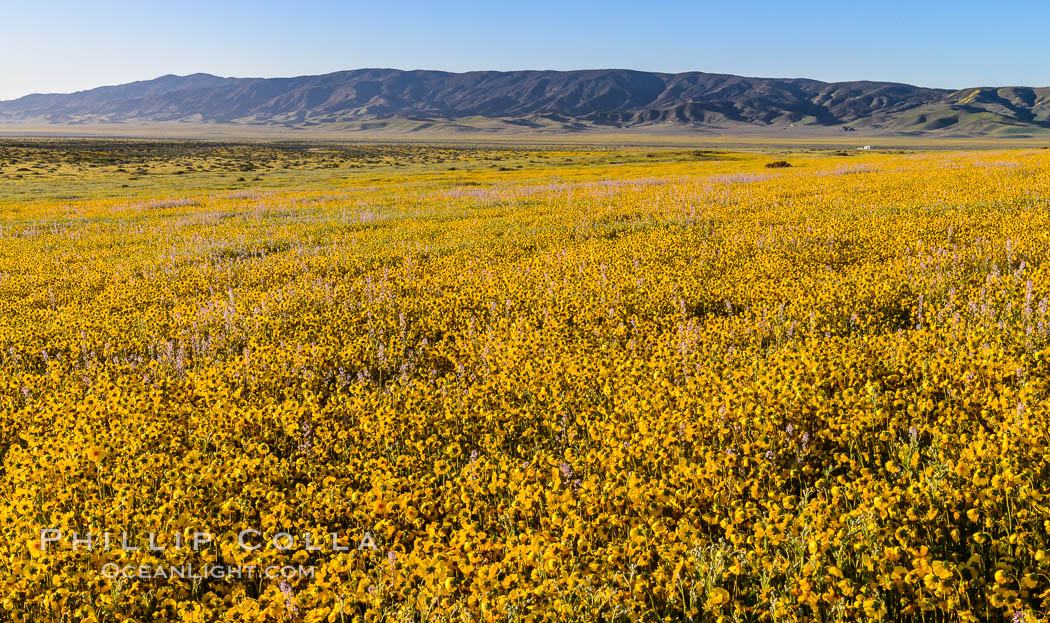 Wildflowers bloom across Carrizo Plains National Monument, during the 2017 Superbloom. Carrizo Plain National Monument, California, USA, natural history stock photograph, photo id 33256