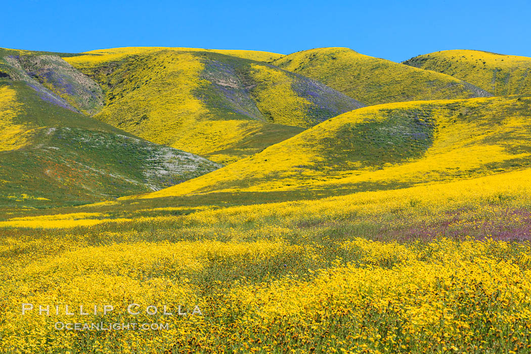 Wildflowers bloom across Carrizo Plains National Monument, during the 2017 Superbloom. Carrizo Plain National Monument, California, USA, natural history stock photograph, photo id 33235