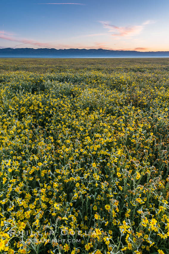 Wildflowers bloom across Carrizo Plains National Monument, Carrizo Plain National Monument