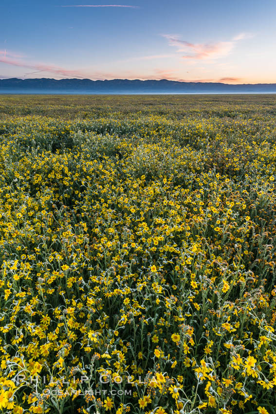 Wildflowers bloom across Carrizo Plains National Monument, during the 2017 Superbloom. Carrizo Plain National Monument, California, USA, natural history stock photograph, photo id 33251