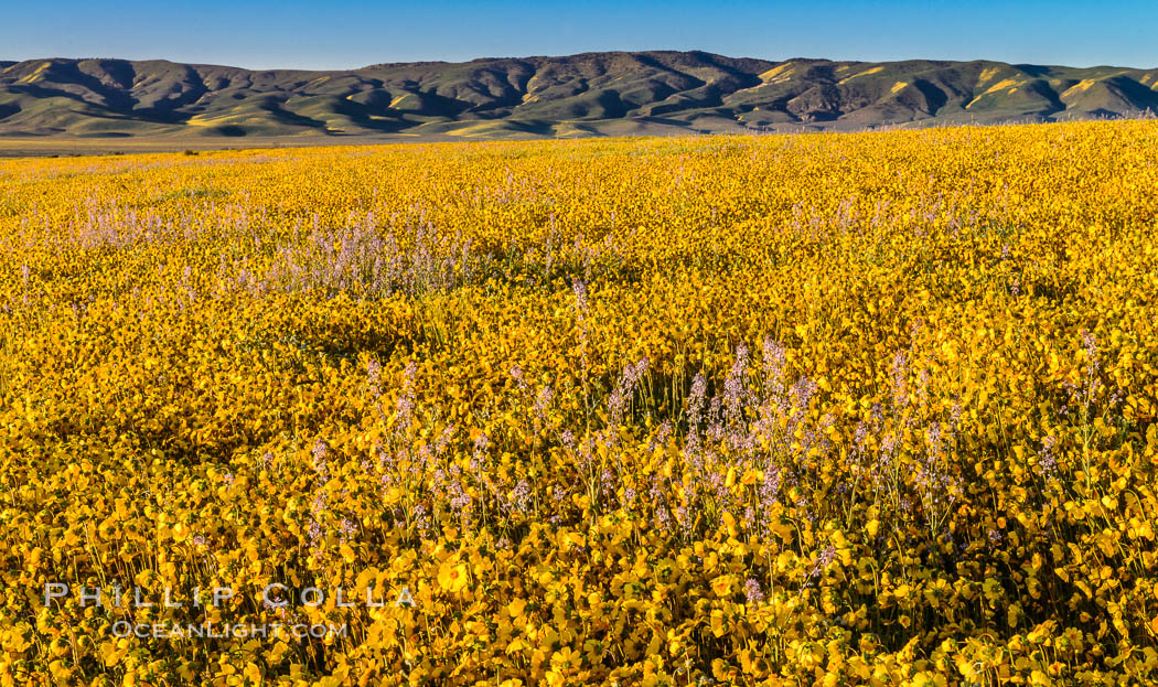 Wildflowers bloom across Carrizo Plains National Monument, during the 2017 Superbloom. Carrizo Plain National Monument, California, USA, natural history stock photograph, photo id 33255