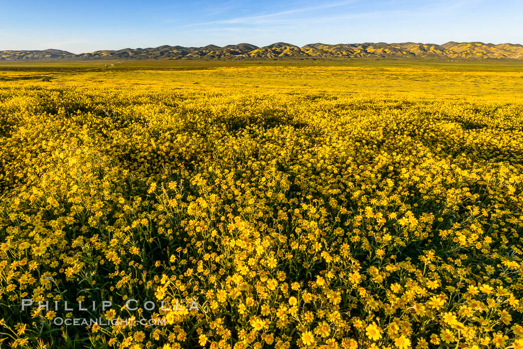 Wildflowers bloom across Carrizo Plains National Monument, during the 2017 Superbloom. Carrizo Plain National Monument, California, USA, natural history stock photograph, photo id 33245