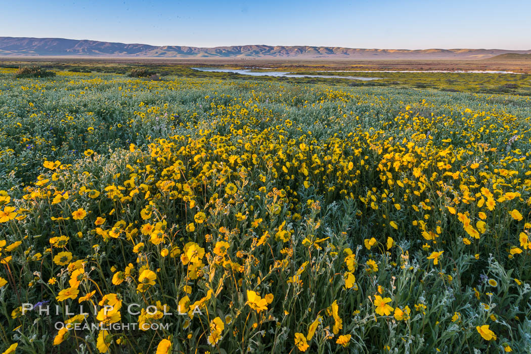 Wildflowers bloom across Carrizo Plains National Monument, during the 2017 Superbloom. Carrizo Plain National Monument, California, USA, natural history stock photograph, photo id 33253