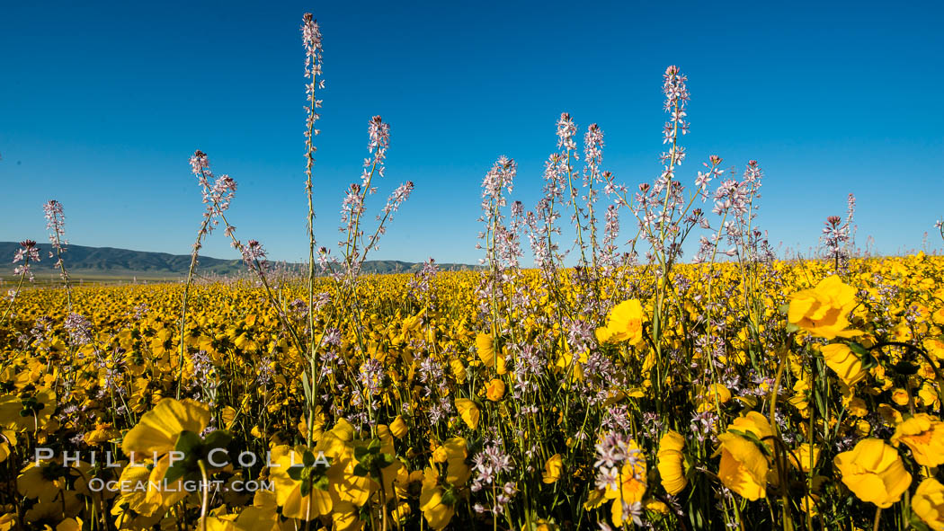 Wildflowers bloom across Carrizo Plains National Monument, during the 2017 Superbloom. Carrizo Plain National Monument, California, USA, natural history stock photograph, photo id 33257