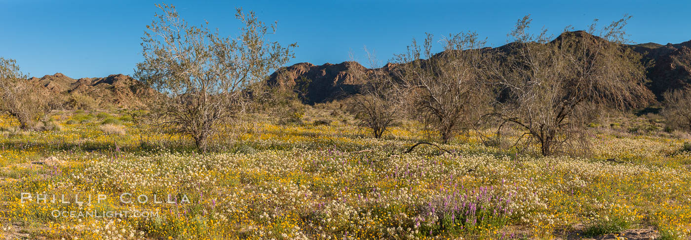 Wildflowers Bloom in Spring, Joshua Tree National Park. California, USA, natural history stock photograph, photo id 33146