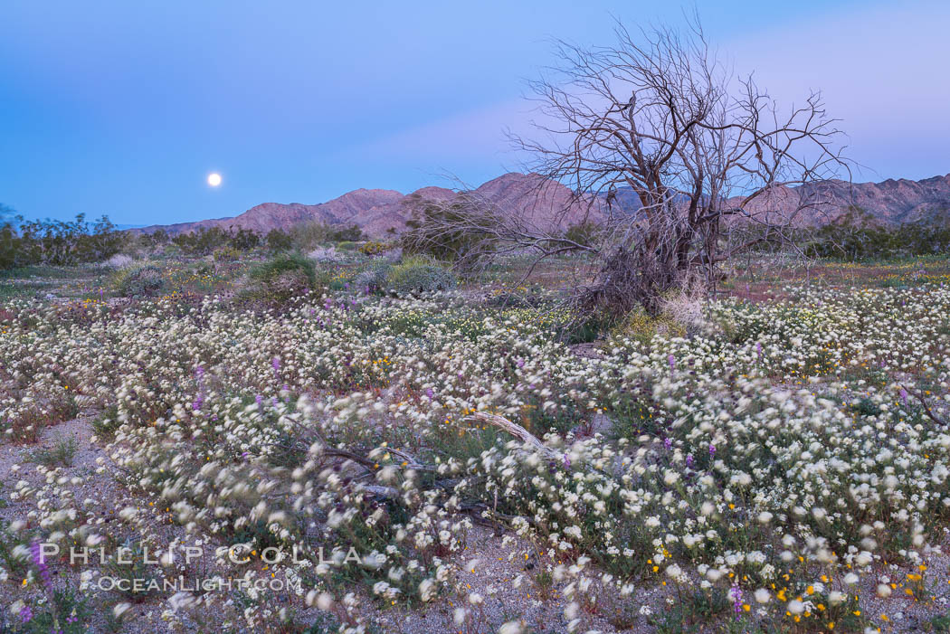 Wildflowers Bloom in Spring, Joshua Tree National Park. California, USA, natural history stock photograph, photo id 33143