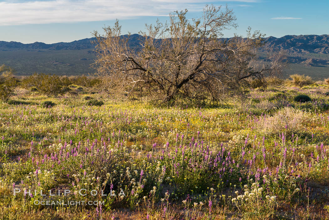 Wildflowers Bloom in Spring, Joshua Tree National Park. California, USA, natural history stock photograph, photo id 33145