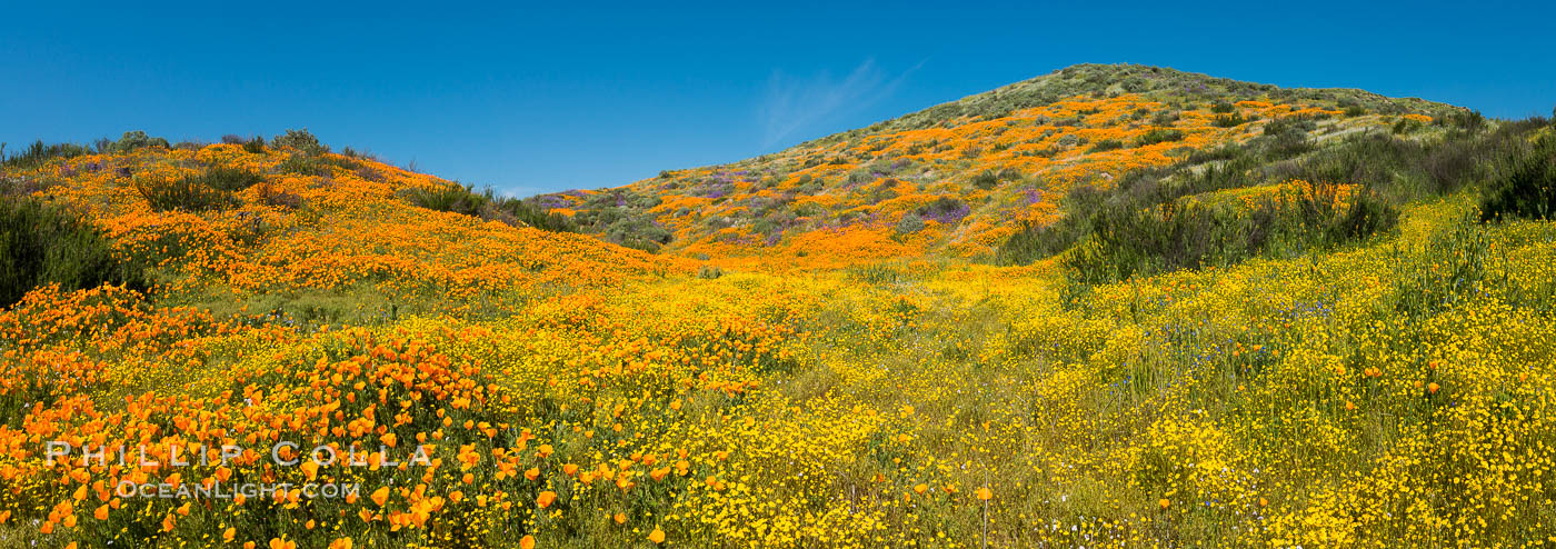 Wildflowers carpets the hills at Diamond Valley Lake, Hemet. California, USA, Eschscholzia californica, natural history stock photograph, photo id 33136