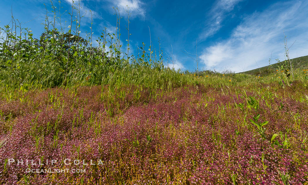 Wildflowers, Rancho La Costa, Carlsbad., natural history stock photograph, photo id 33130