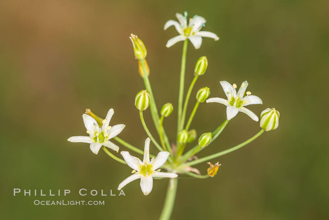 Wildflowers, Rancho La Costa, Carlsbad. California, USA, natural history stock photograph, photo id 33206