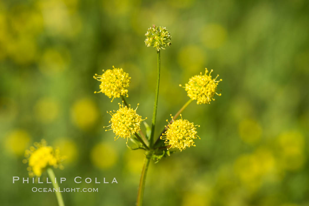 Wildflowers, Rancho La Costa, Carlsbad. California, USA, natural history stock photograph, photo id 33210