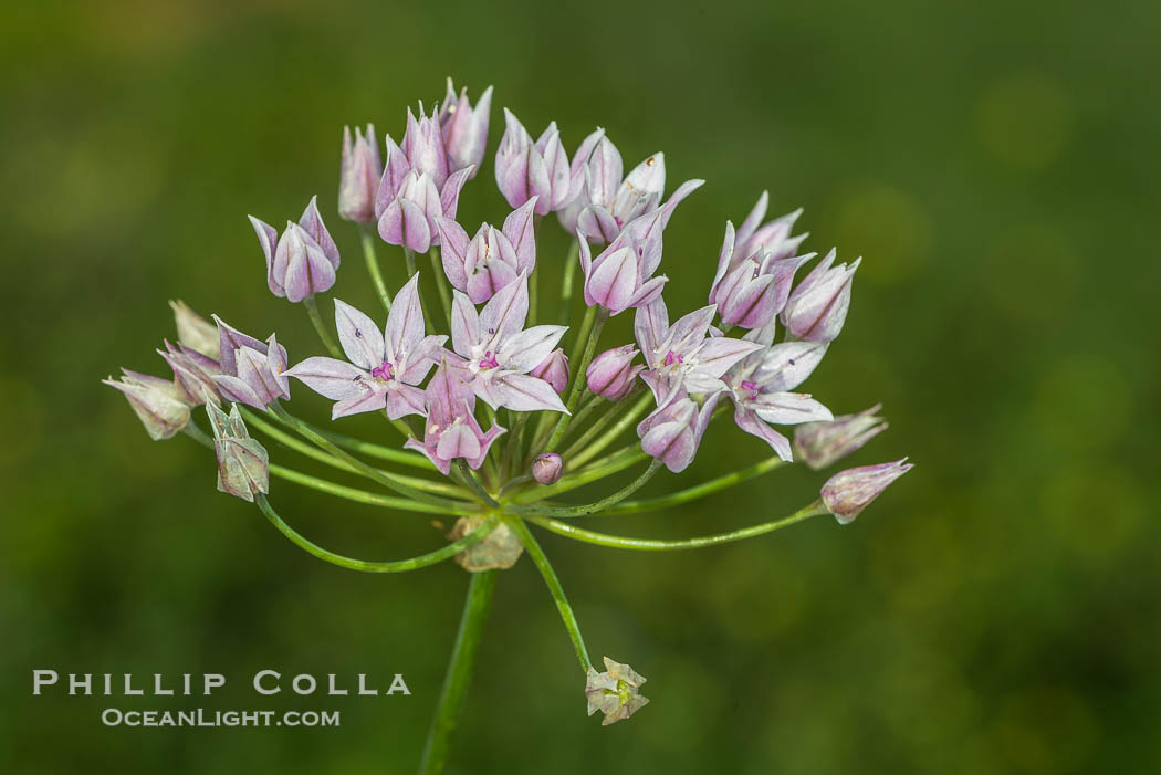Wildflowers, Rancho La Costa, Carlsbad., natural history stock photograph, photo id 33214
