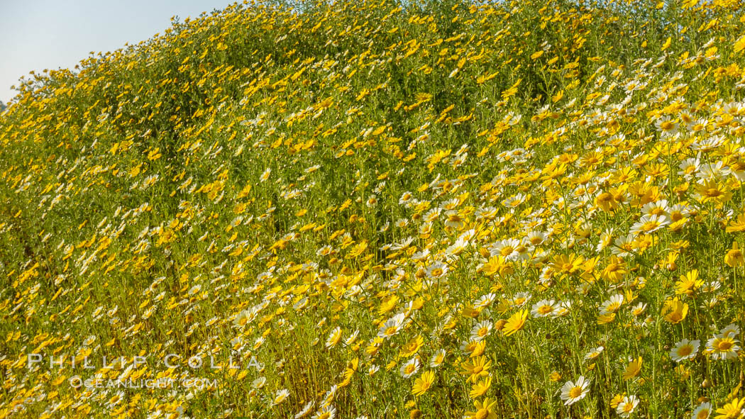 Wildflowers, Rancho La Costa, Carlsbad. California, USA, natural history stock photograph, photo id 33222