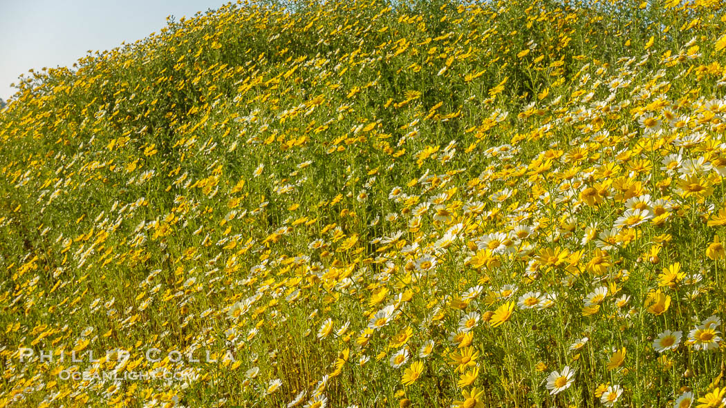 Wildflowers, Rancho La Costa, Carlsbad., natural history stock photograph, photo id 33222