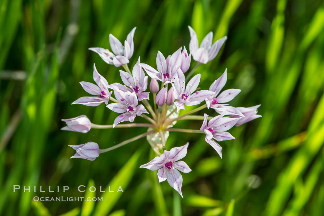 Wildflowers, Rancho La Costa, Carlsbad. California, USA, natural history stock photograph, photo id 33204