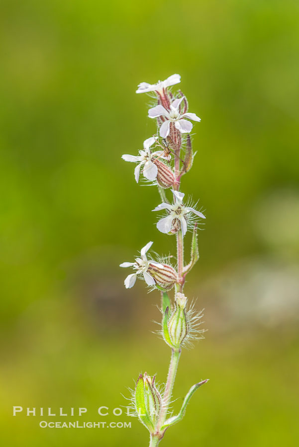 Wildflowers, Rancho La Costa, Carlsbad., natural history stock photograph, photo id 33212