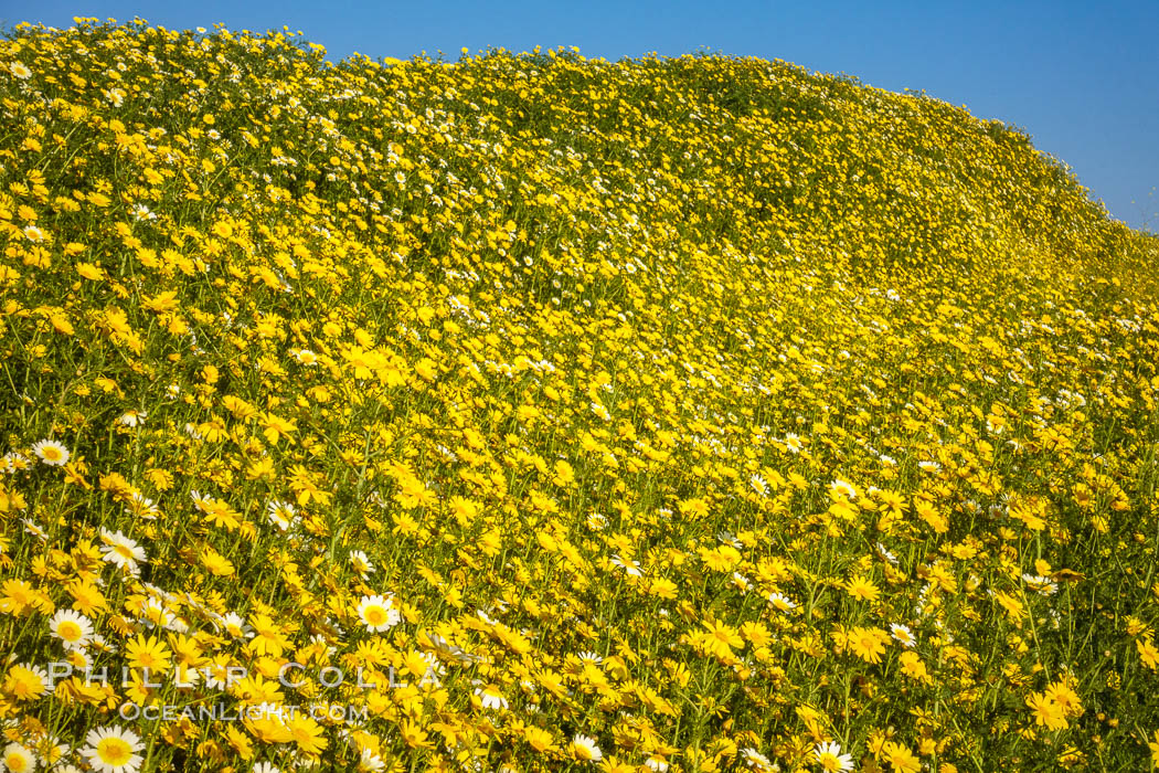 Wildflowers, Rancho La Costa, Carlsbad. California, USA, natural history stock photograph, photo id 33224