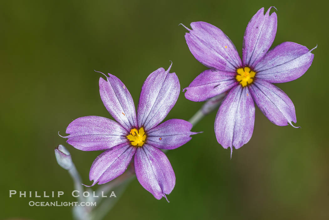 Wildflowers, Rancho La Costa, Carlsbad., natural history stock photograph, photo id 33211