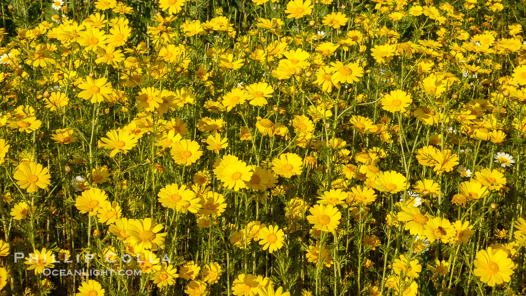 Wildflowers, Rancho La Costa, Carlsbad., natural history stock photograph, photo id 33223