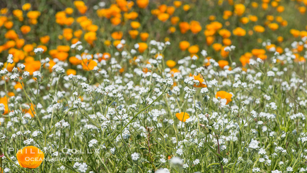 Wildflowers, Rancho La Costa, Carlsbad., natural history stock photograph, photo id 33121