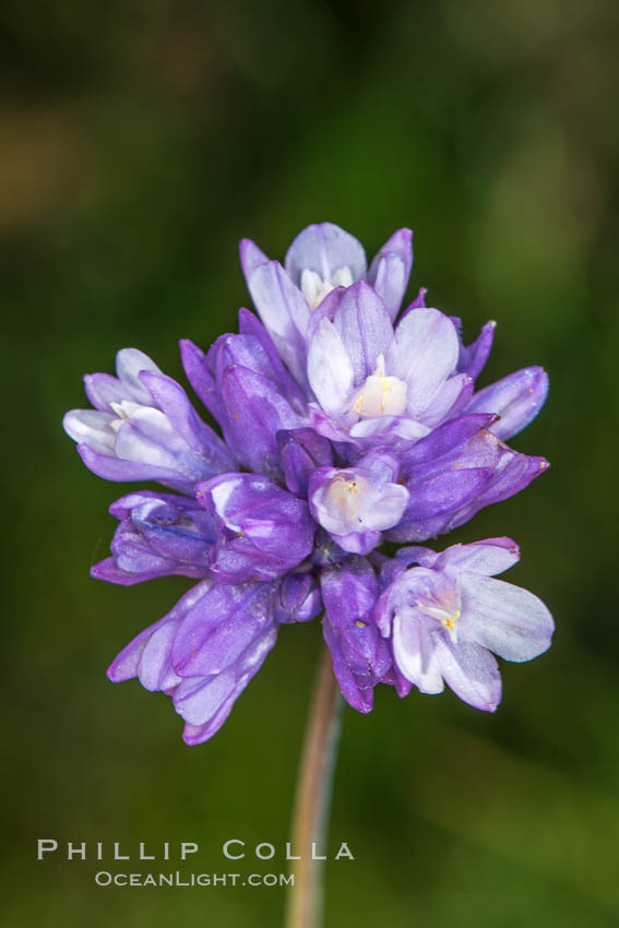 Wildflowers, Rancho La Costa, Carlsbad. California, USA, natural history stock photograph, photo id 33205