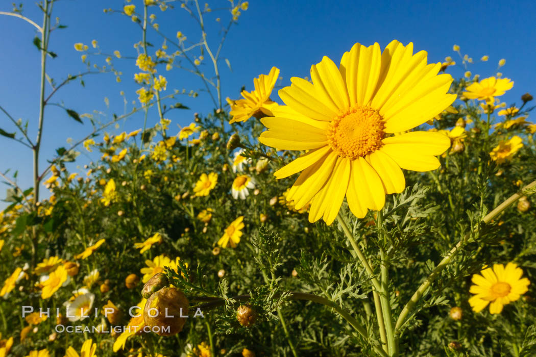Wildflowers, Rancho La Costa, Carlsbad. California, USA, natural history stock photograph, photo id 33225