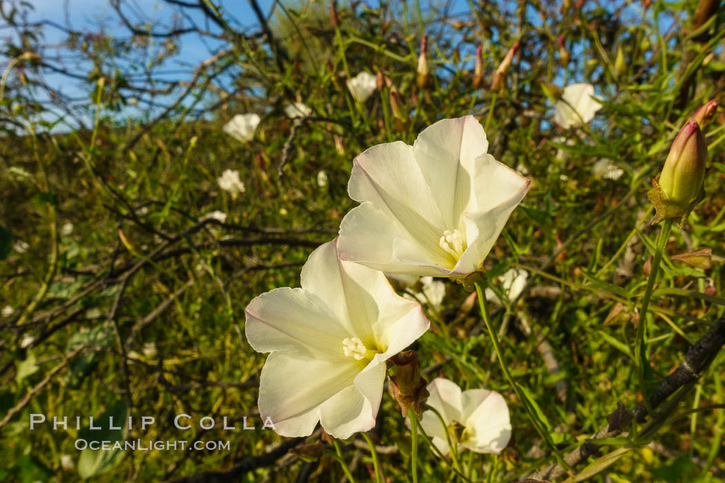 San Diego Morning Glory (Calystegia macrostegia tenuifolia), Rancho La Costa, Carlsbad. California, USA, Calystegia macrostegia tenuifolia, natural history stock photograph, photo id 33261