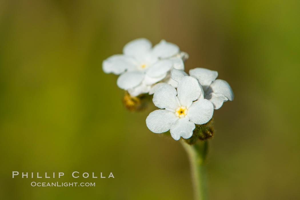 Wildflowers, Santa Rosa Plateau. Santa Rosa Plateau Ecological Reserve, Murrieta, California, USA, natural history stock photograph, photo id 33148