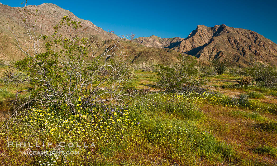 Wildflowers bloom in Anza Borrego Desert State Park, during the 2017 Superbloom. Anza-Borrego Desert State Park, Borrego Springs, California, USA, natural history stock photograph, photo id 33158