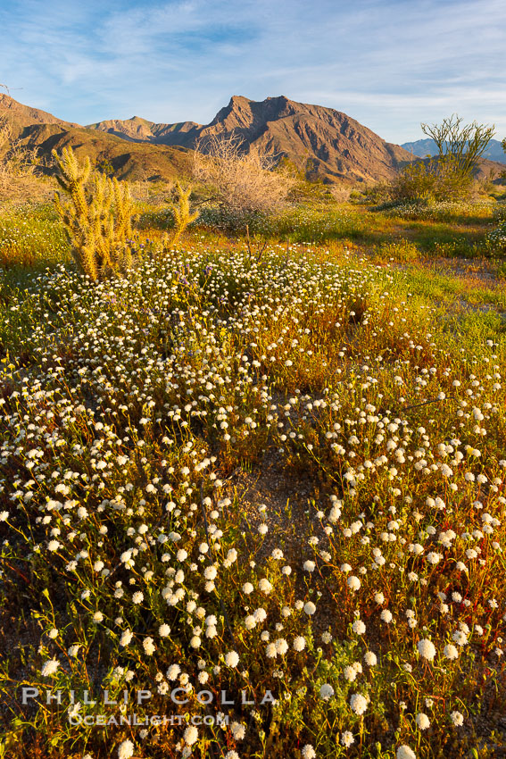 Wildflowers in Spring during the 2017 Superbloom, AnzaBorrego Desert