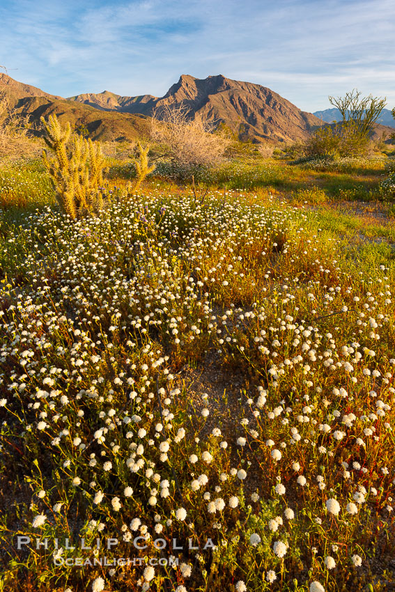 Wildflowers bloom in Anza Borrego Desert State Park, during the 2017 Superbloom. Anza-Borrego Desert State Park, Borrego Springs, California, USA, natural history stock photograph, photo id 33177