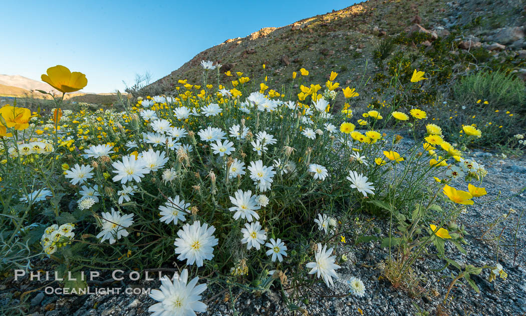 Wildflowers bloom in Anza Borrego Desert State Park, during the 2017 Superbloom. Anza-Borrego Desert State Park, Borrego Springs, California, USA, natural history stock photograph, photo id 33189