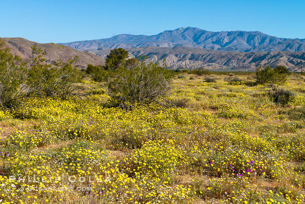 Wildflowers bloom in Anza Borrego Desert State Park, during the 2017 Superbloom. Anza-Borrego Desert State Park, Borrego Springs, California, USA, natural history stock photograph, photo id 33221