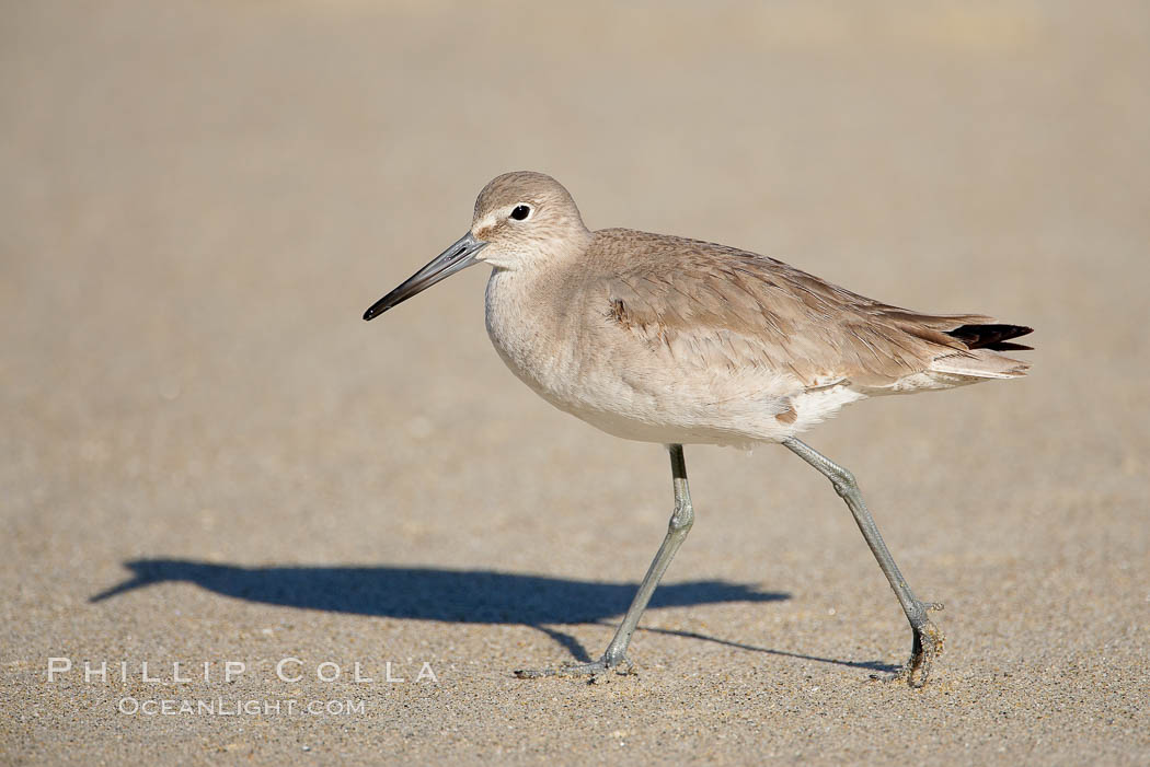 Willet walking on sand at low tide, sunrise. La Jolla, California, USA, Catoptrophurus semipalmatus, natural history stock photograph, photo id 18271